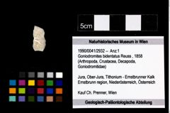 Foto (Objekt + Etikett) von Goniodromites bidentatus (Reuss, 1858)  (NHMW-GEO-1990-0041-2932)